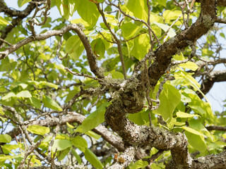 Obraz premium Rameaux garnis de grandes feuilles verticilles et de gousses du catalpa commun (Catalpa bignonioides)