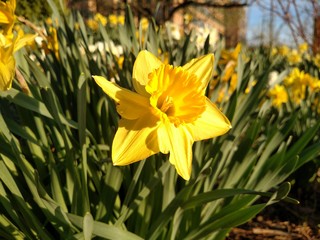 Yellow flower in bloom