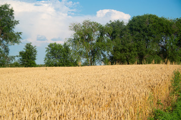 Field of wheat on a sunny day
