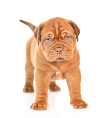 Portrait of a Bordeaux puppy standing in front view. isolated on white background