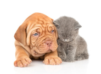 Baby puppy lying with baby kitten in front view. isolated on white background