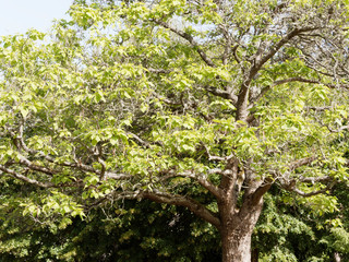 Fototapeta premium Catalpa bignonioides - Catalpa commun ou arbre aux haricots