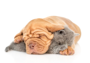 Mastiff puppy embracing sleeping kitten. isolated on white background