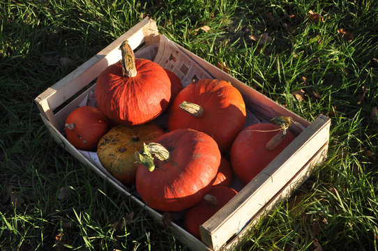France, Bretagne,Taupont, October, organic Red Kuri squashes of different sizes, harvested and placed in a wooden crate in the grass, enlighten by the sun