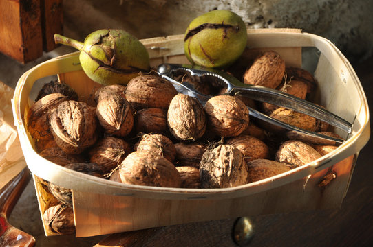 France, Bretagne, Taupont, organic nuts harvest with shells, two walnut stain, disposed in a little basket made of wood with a nut cracker in matel , in October in autumn