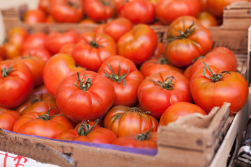lots of tomatoes on a branch on counter