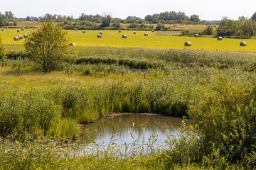 Hay harvest in UNESCO biosphere reserve river landscape Elbe, Boizenburg. Germany