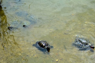 Water turtles love to swim