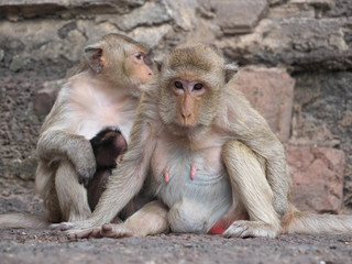 タイ王国/ロップリー プラーン　サームヨート/ Lopburi - Prang Sam Yot 