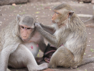 タイ王国/ロップリー プラーン　サームヨート/ Lopburi - Prang Sam Yot 