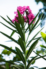 Red flowers in the garden beside my house