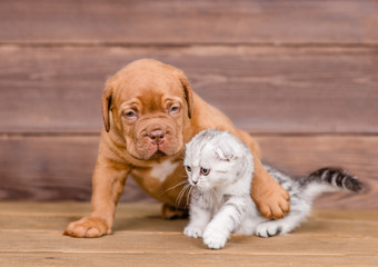 Puppy hugging kitten on wooden background