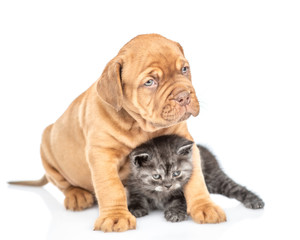 Obraz premium Mastif szczeniak przytulanie kotka i odwracając wzrok. na białym tle