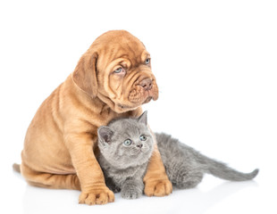 Baby puppy hugging gray kitten and looking away. isolated on white background