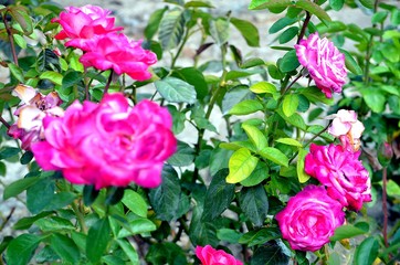 Bulgarian roses in the park