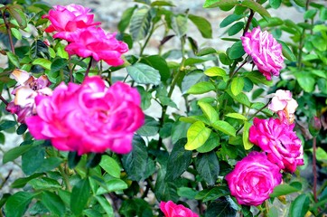 Bulgarian roses in the park