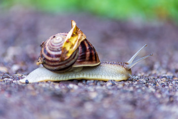 Closeup of a flat coil snail moving along