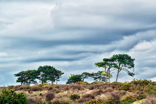Normandy. Manche. Pointe d'Agon Coutainville. Nature preservation area. Nature reserve during the winter.
