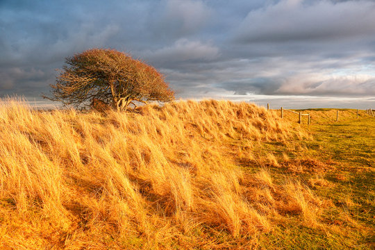Normandy. Manche. Pointe d'Agon Coutainville. Nature preservation area. Nature reserve during the winter. Beautiful lights at sunset time.