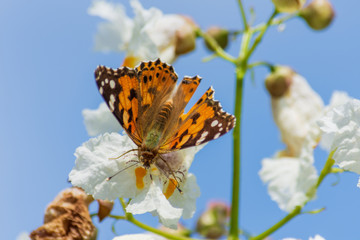 Bright butterflies on white flowers.