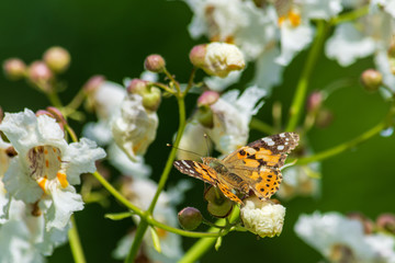 Bright butterflies on white flowers.