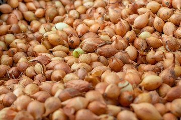 onions on the market