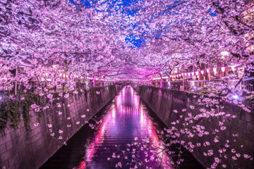目黒川の桜 - obrazy, fototapety, plakaty