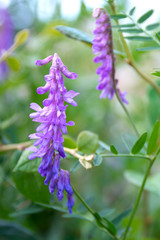 Pink flowers acacia. Acacia branch, flowering clusters