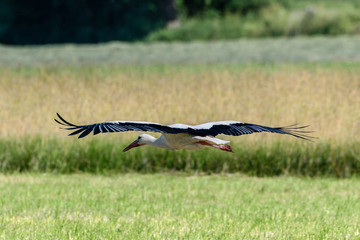 Fliegender Storch mit ausgebreiteten Flügeln über einer Wiese
