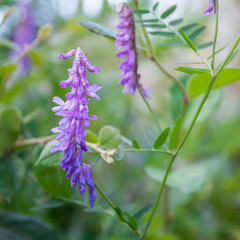 Pink flowers acacia. Acacia branch, flowering clusters
