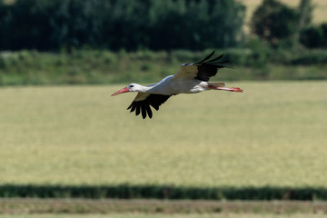 Flying stork with spreaded Wings