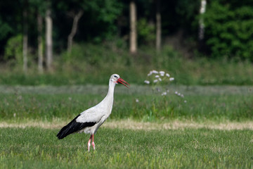 Stork foraging in a field with open beak
