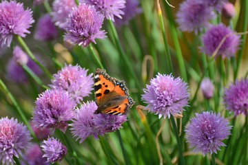 small tortoiseshell butterfly on chive flowers