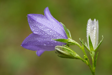 Blue flower bell with dew drops, summer nature plants. Plants summer nature, blue flower bell.