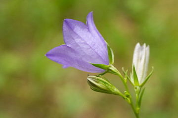 Blue flower bell with dew drops, summer nature plants. Plants summer nature, blue flower bell.