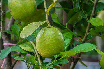 Green lemons hanging on tree