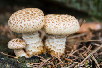 Shiitake mushroom. Close up of a mushroom family in the forest