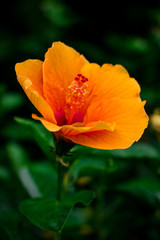 Orange flowers beside my house