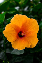 Orange flowers beside my house