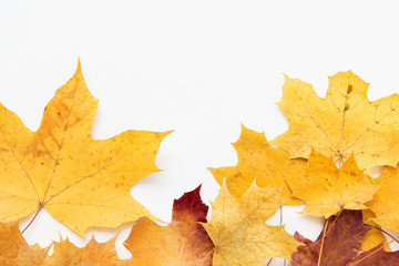 nature, season and botany concept - dry fallen autumn maple leaves on white background