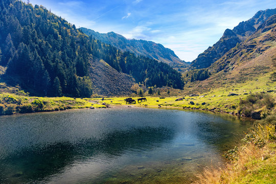 View of Merens horses on Etang de Comte, Ariege Pyrenees, Occitanie, France