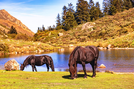View of Merens horses on Etang de Comte, Ariege Pyrenees, Occitanie, France