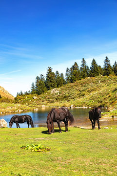 View of Merens horses on Etang de Comte, Ariege Pyrenees, Occitanie, France