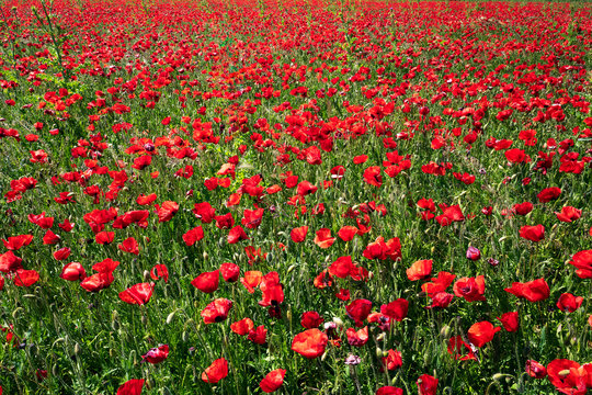 Europe, France, Provence Cote d'Azur, Camargue, Le Sambuc, Poppy field