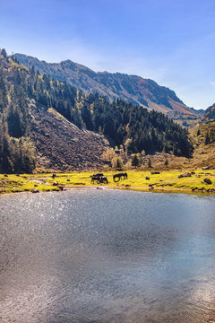 View of Merens horses on Etang de Comte, Ariege Pyrenees, Occitanie, France