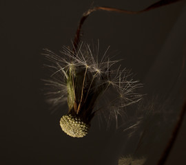 dandelion flown and dried