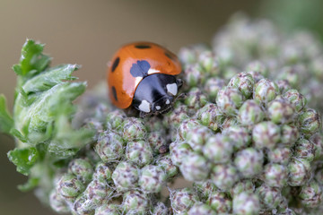 Coccinella 7-punctata (Seven-spot ladybird) on Achillea