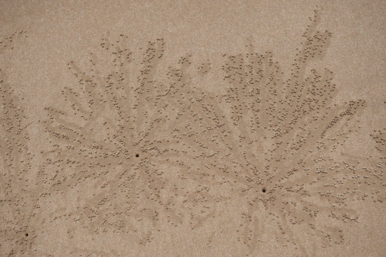 Amazing traces looking like flowers upon the beach sand, Weligama, Sri Lanka