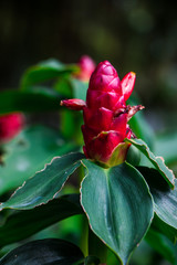 Red flowers in the garden beside my house