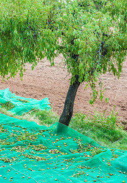 Spain, autonomous community of Aragon, Sierra y Ca&ntilde;ones de Guara natural park, almond harvest at Bierge